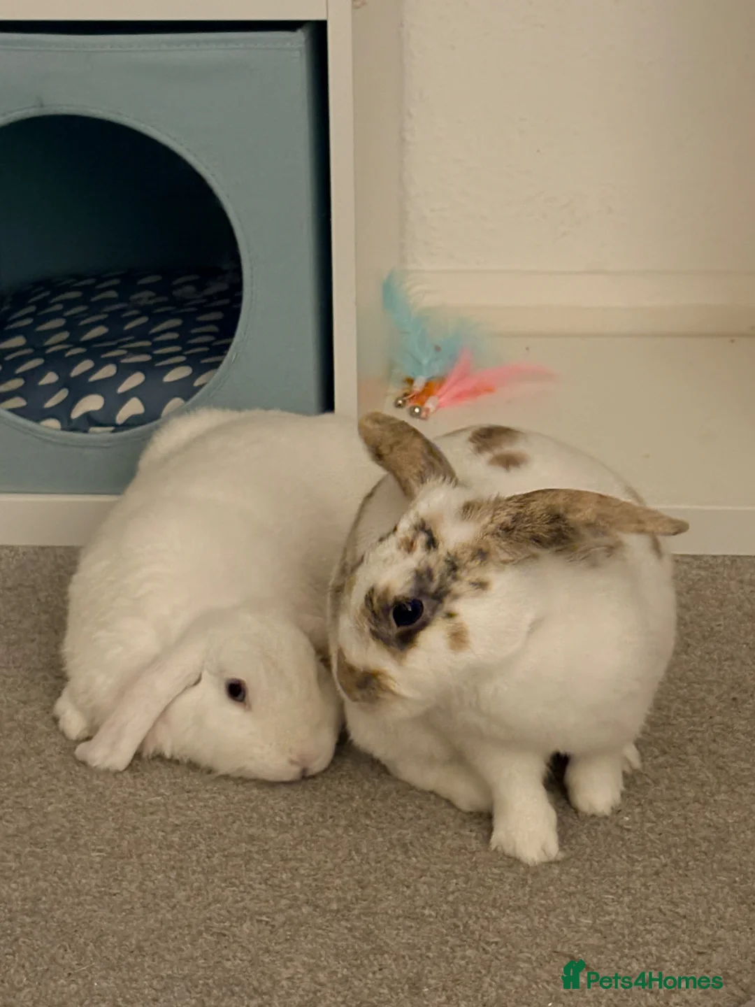 Mini Lop rabbits for sale: Snowy is looking for her forever home 🐇🤍 in London - Advert 2
