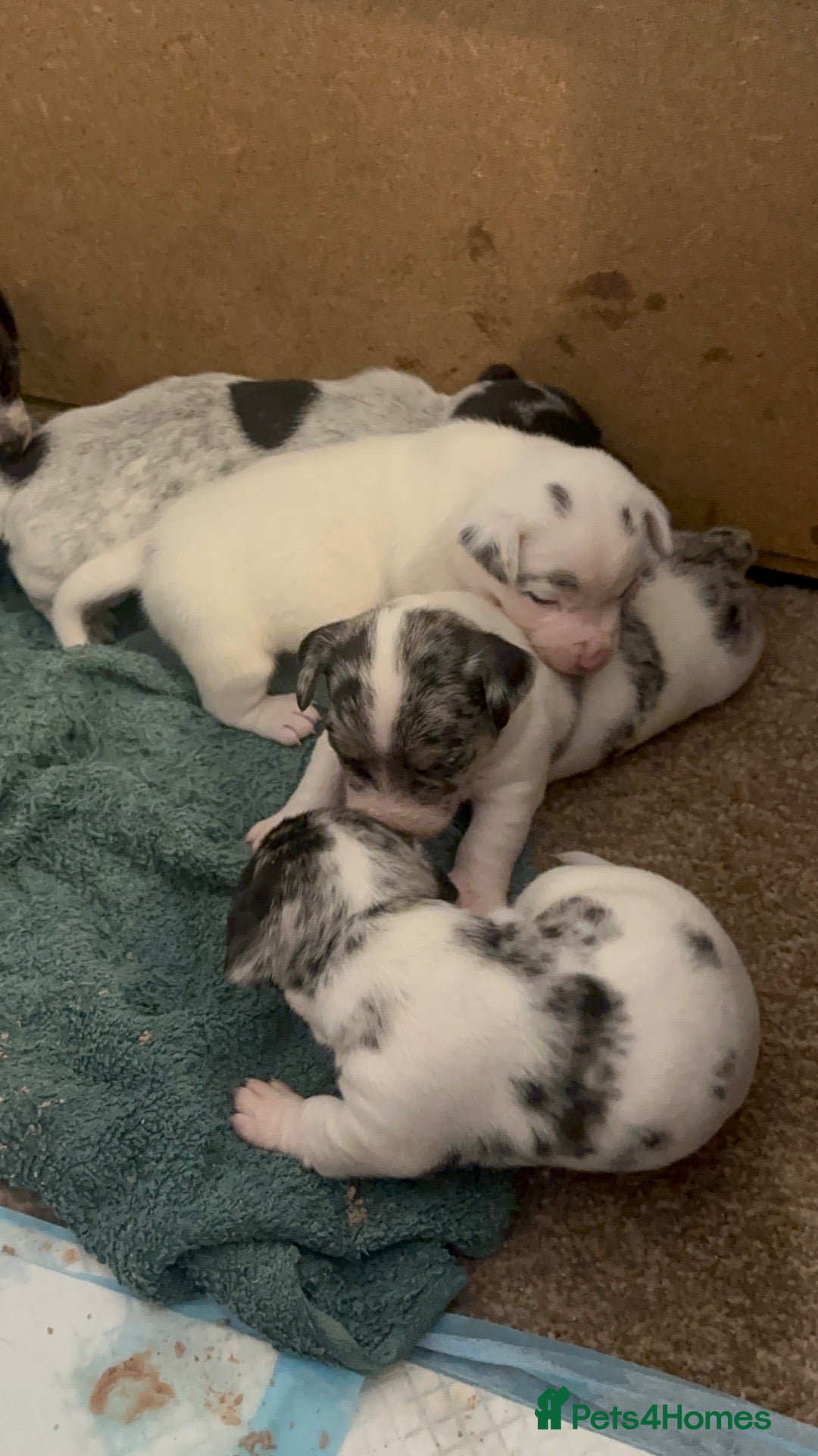 Mixed Breed dogs Sealyham terrier x pups  - Advert 10