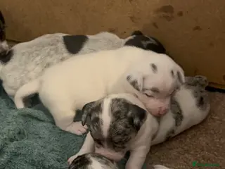 Mixed Breed dogs Sealyham terrier x pups - Advert 10