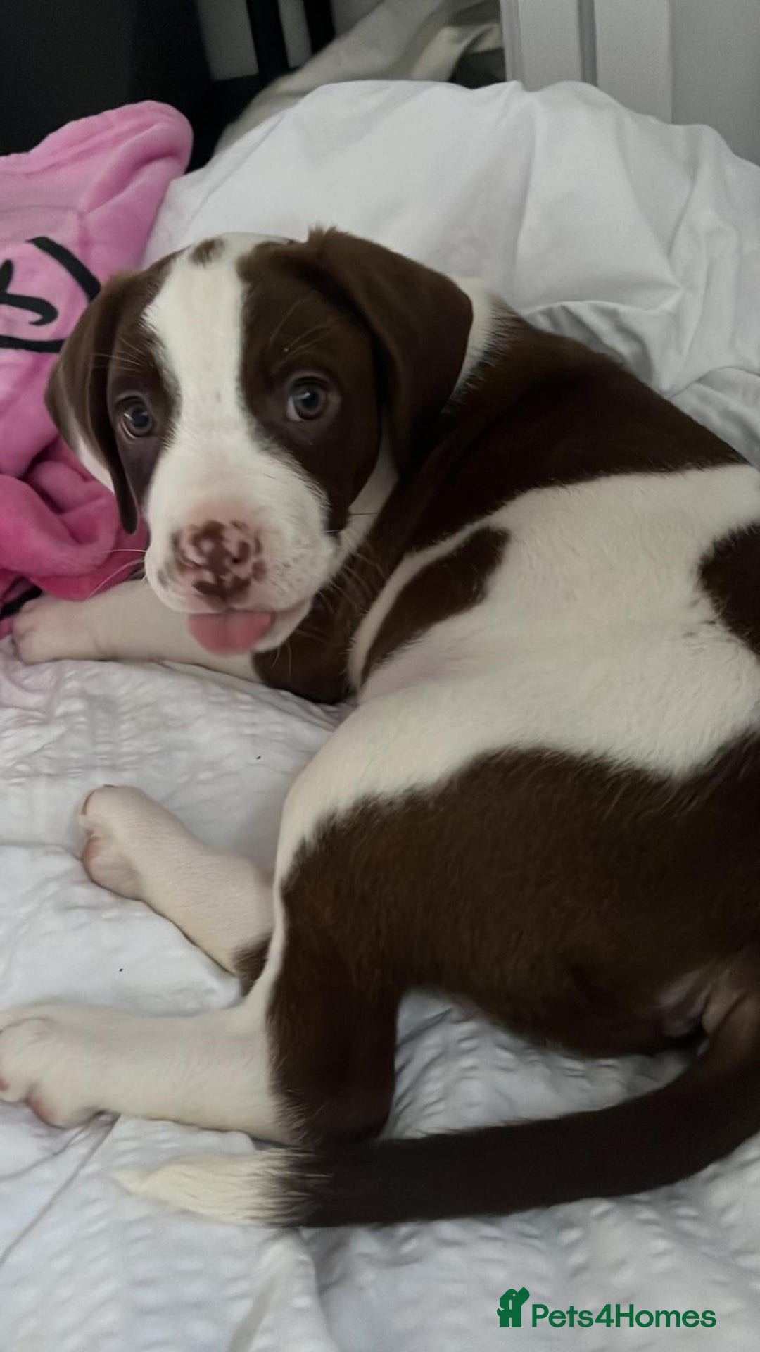 Mixed Breed dogs for sale: Beautiful 12 week old boy - Advert 2