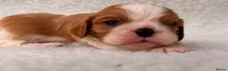 Cavalier King Charles Spaniel dogs for sale: Adorable Purebred Cavalier puppies - Advert 8