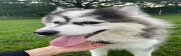 Pomsky dogs for stud: POMSKY STUD RARE BLUE💙 - Advert 4