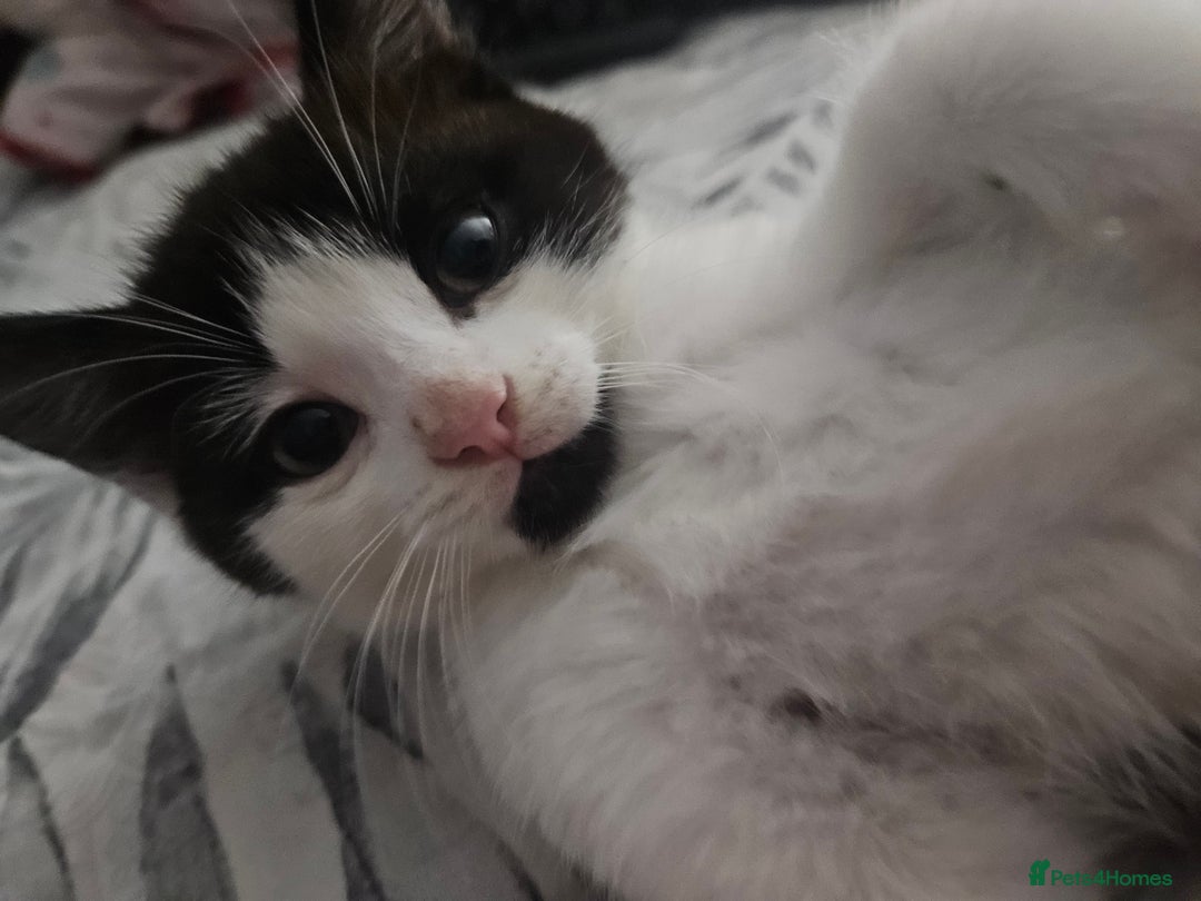 Mixed Breed cats for sale: Distinguish gentleman looking for forever home  - Advert 4