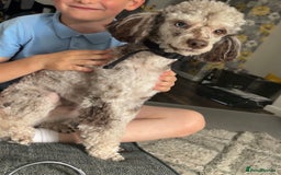 Toy Poodle dogs for stud: Chocolate Merle poodle for stud.  - Image 2