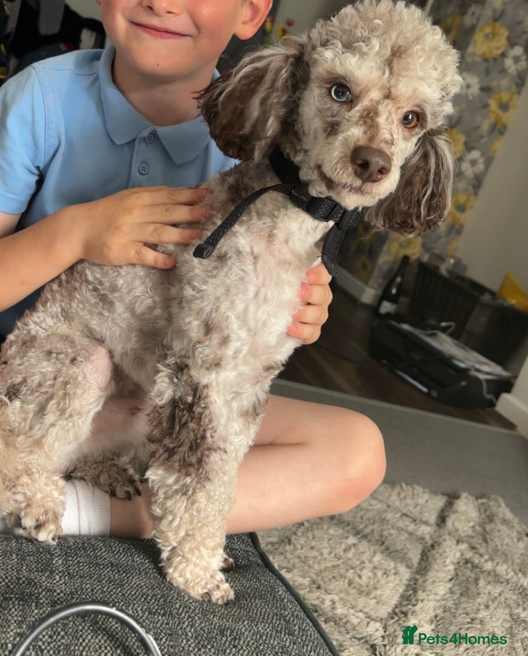 Toy Poodle dogs for stud: Chocolate Merle poodle for stud.  - Image 2