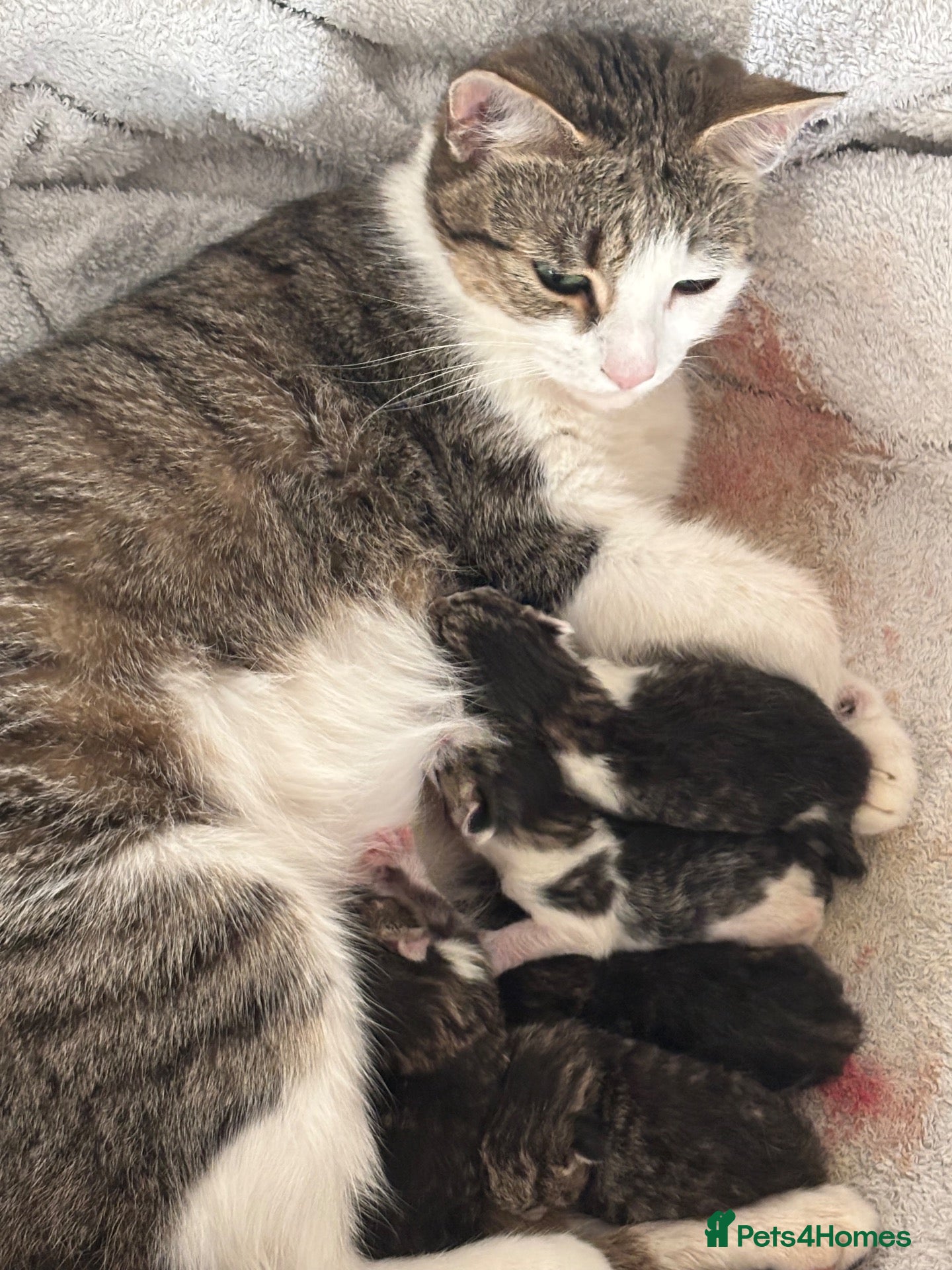 Mixed Breed cats Kittens for sale  - Advert 2