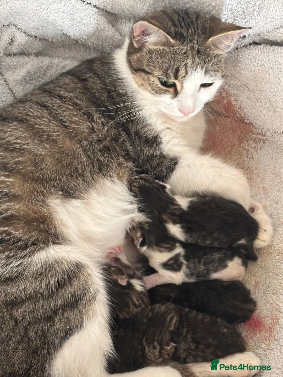 Mixed Breed cats for sale: Kittens for sale  in Milton Keynes - Advert 1