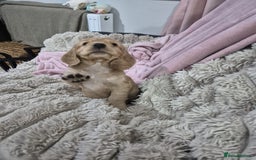 Cocker Spaniel dogs for sale: Health Tested Cocker spaniel puppies  - Advert 8