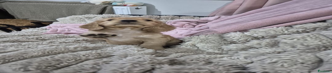 Cocker Spaniel Puppy 5