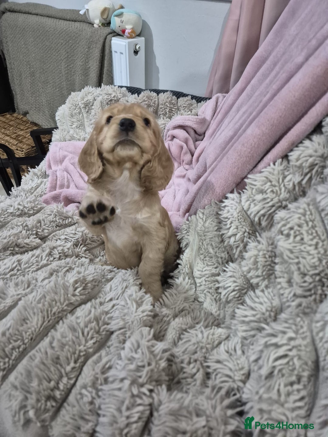 Cocker Spaniel dogs for sale: Health Tested Cocker spaniel puppies  - Advert 8