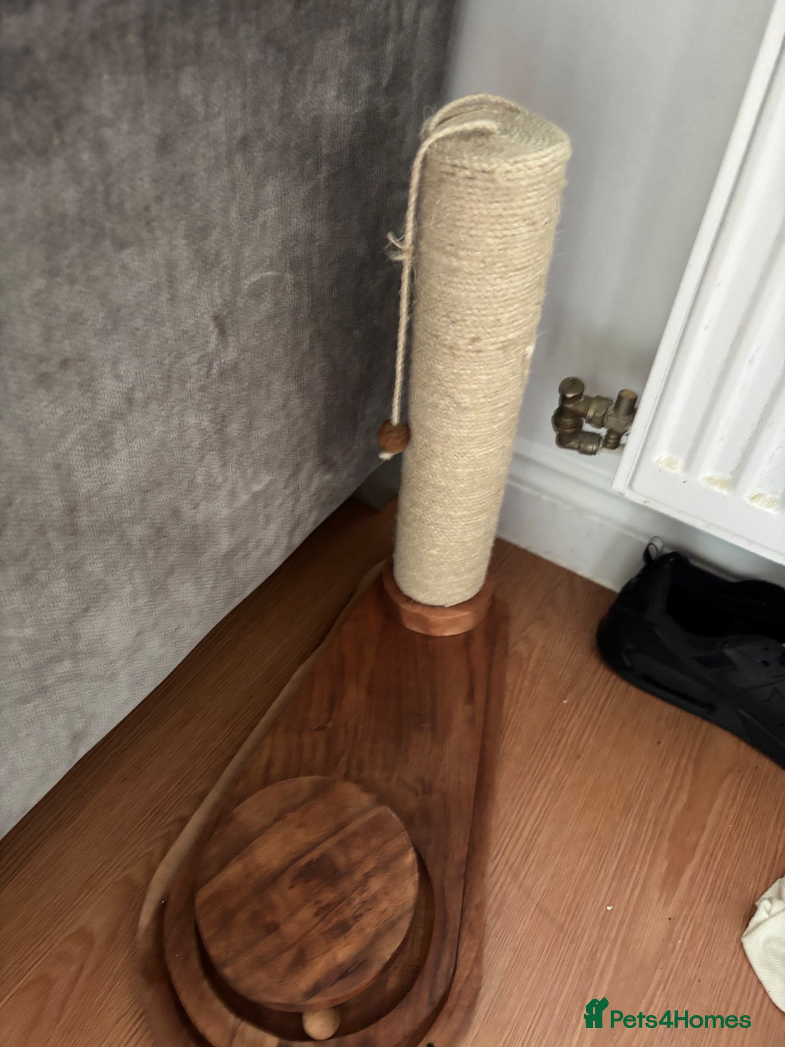 Mixed Breed cats for sale: Female kitten - Advert 7