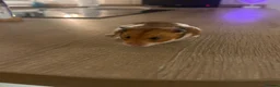 Hamster rodents for sale: Tofu hamster  in Brackley - Advert 2