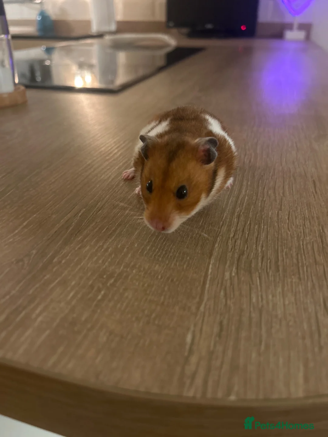 Hamster rodents for sale: Tofu hamster  in Brackley - Advert 2