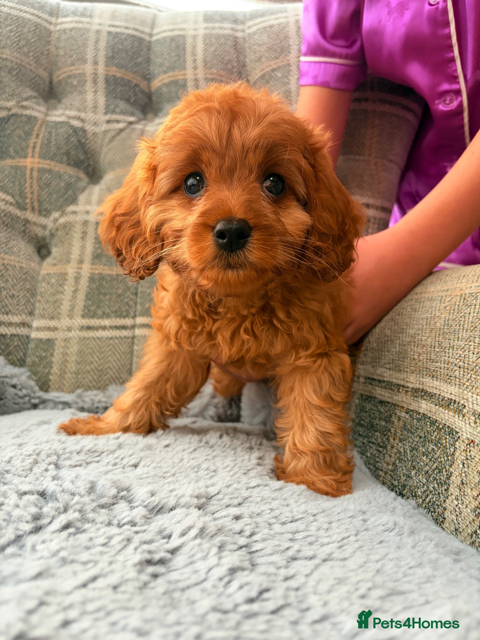 Cavapoo dogs F1 Red Toy cavapoo - Advert 2