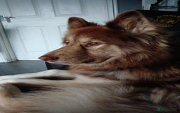 Mixed Breed dogs for sale: Simba  - Image 1