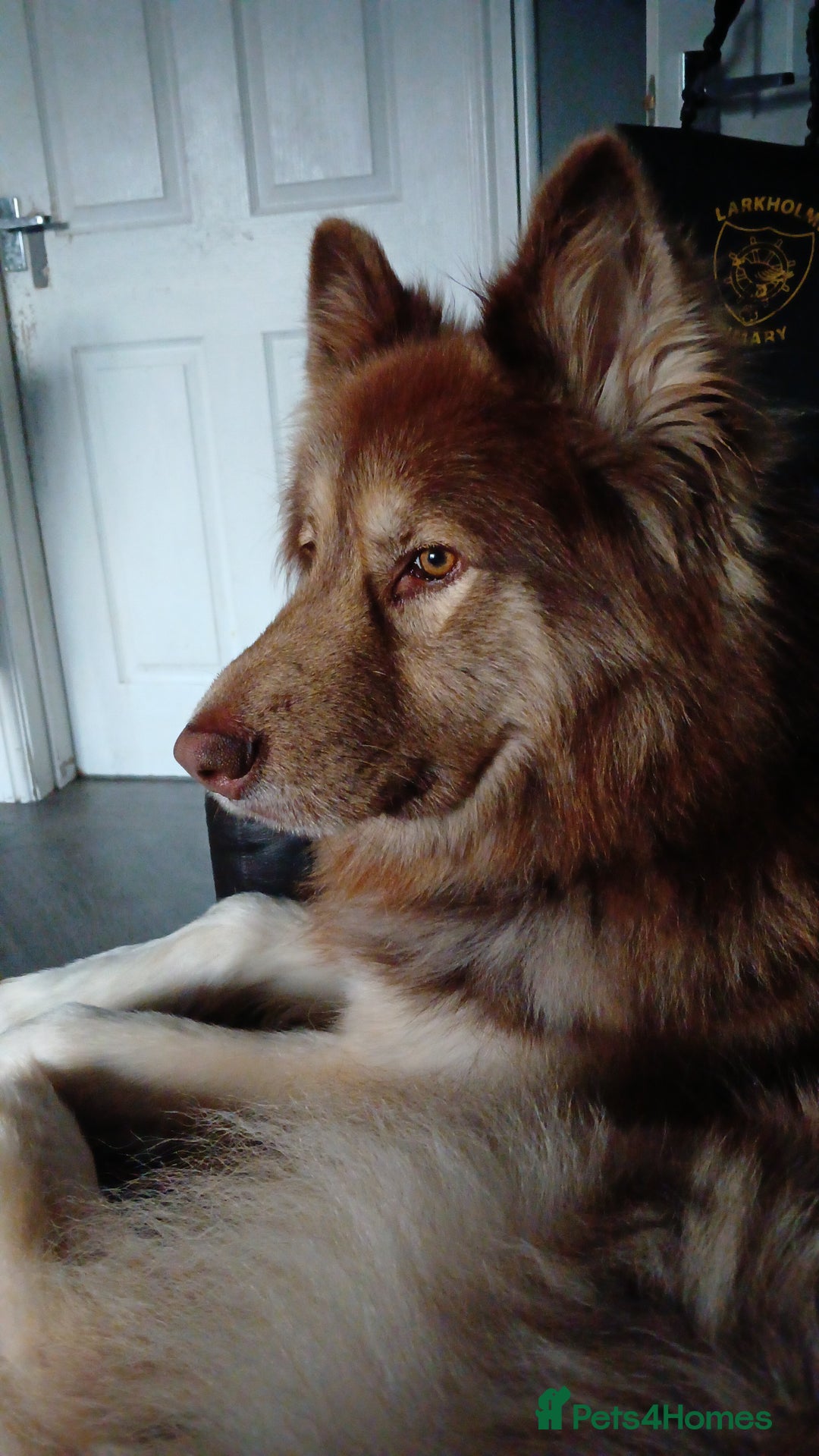 Mixed Breed dogs for sale: Simba  - Image 1
