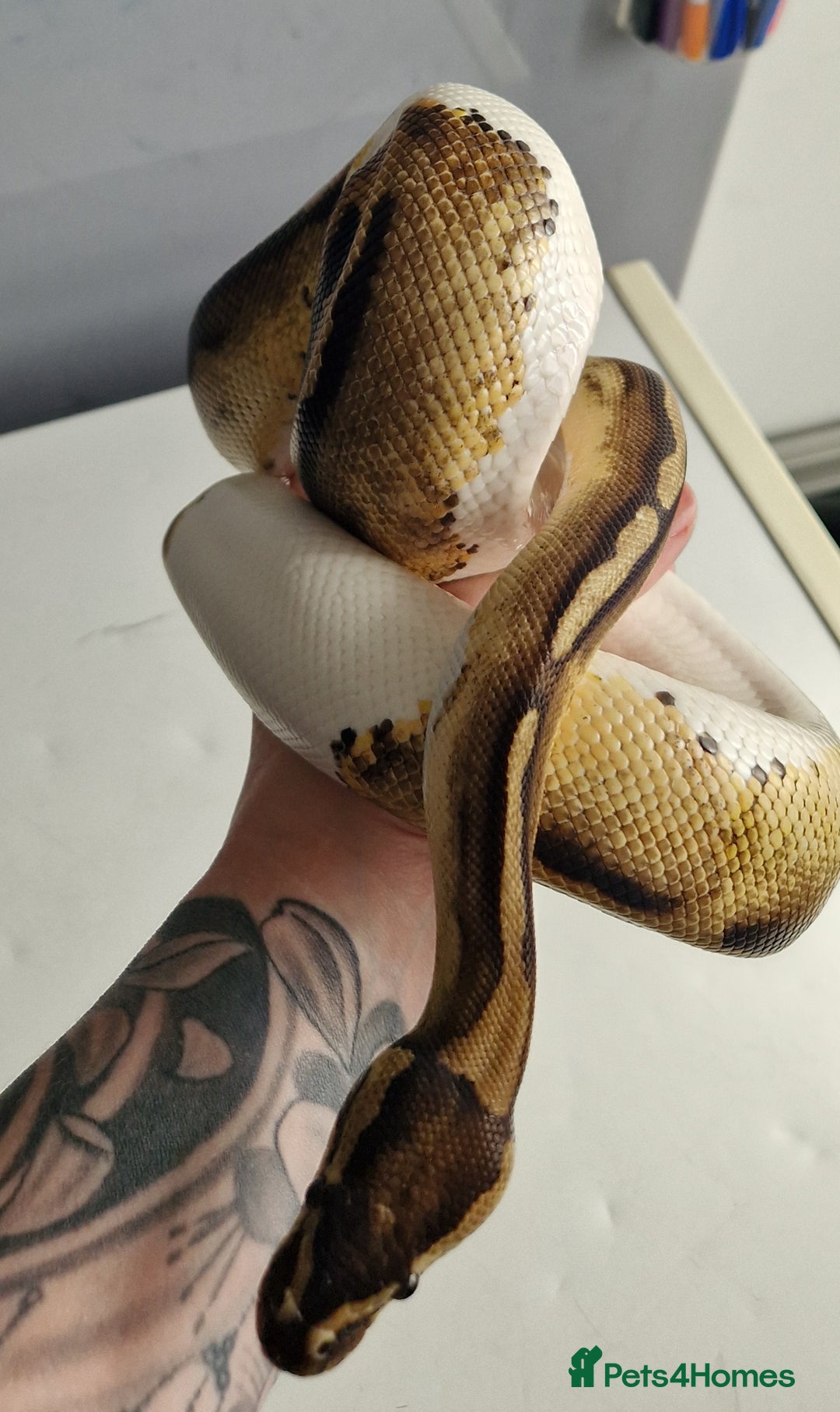Python Snake reptiles for sale: Pied Royal / Ball Python - Image 3