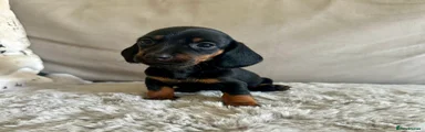 Black and Tan Girl 