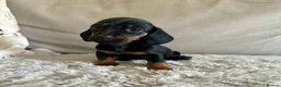 Dachshund dogs for sale: 2 Beautiful Dachshund Puppies Left - Advert 23