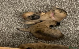 Cairn Terrier dogs for sale: Quality KC Reg Cairn Terrier puppies - Image 1