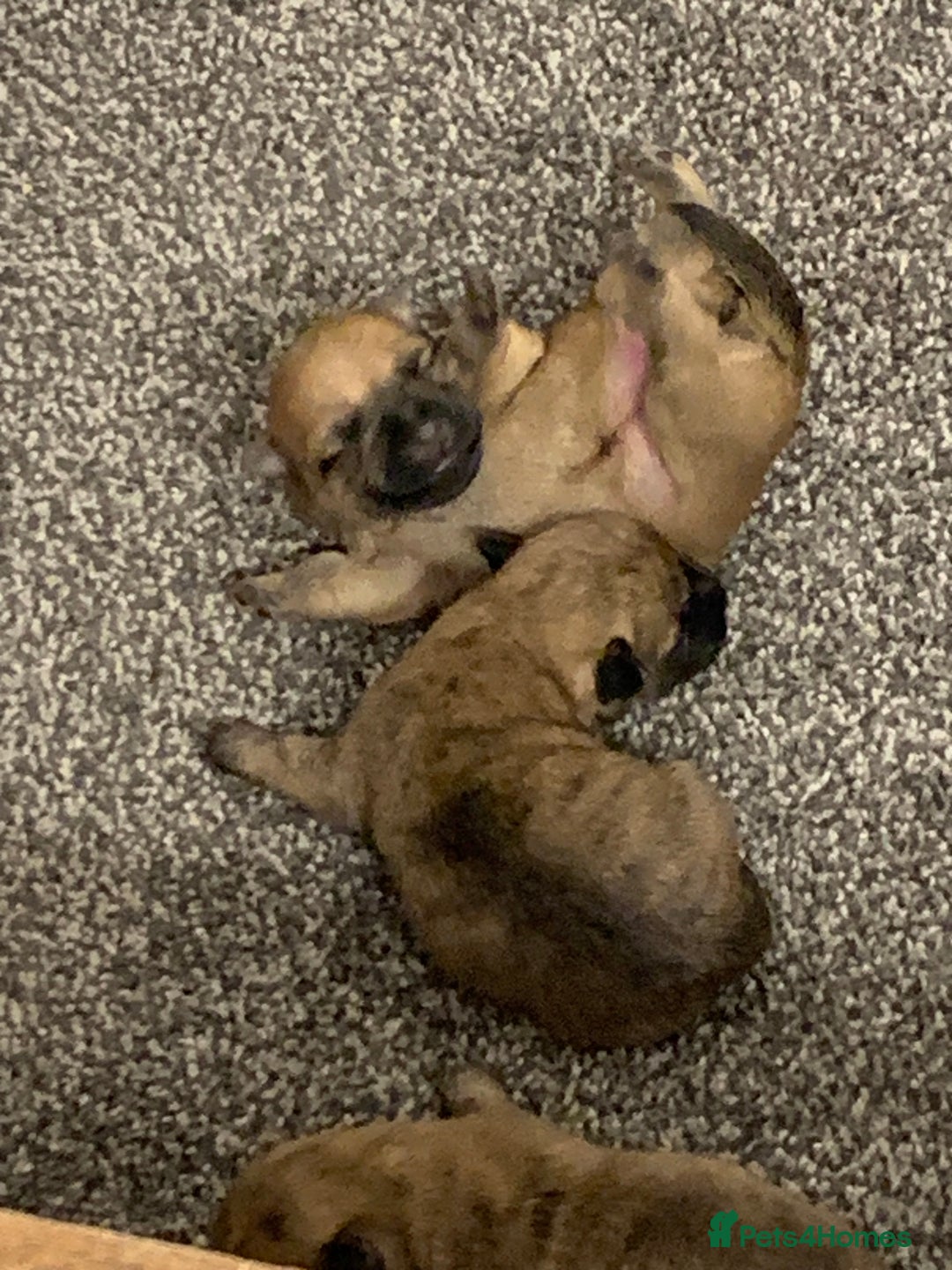 Cairn Terrier dogs for sale: Quality KC Reg Cairn Terrier puppies - Image 1