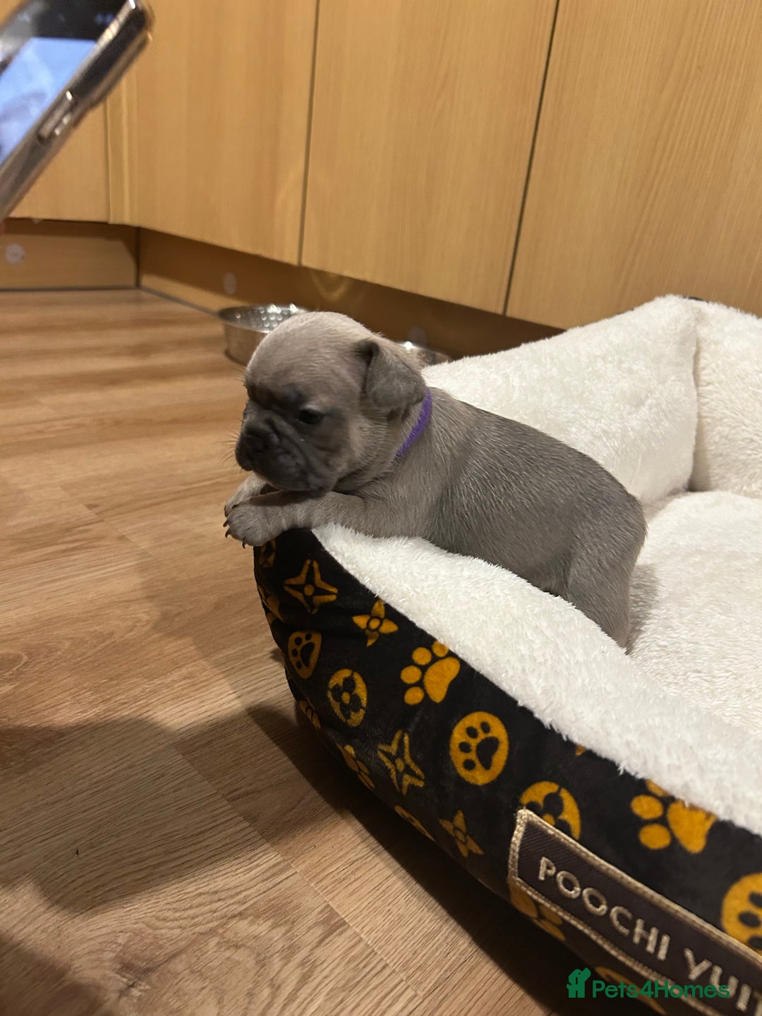 French Bulldog dogs for sale: 5⭐️ french bulldog pups 🐾 - Image 14