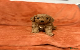 Cavapoo dogs for sale: 4 F1 Cavapoo puppies  - Image 7