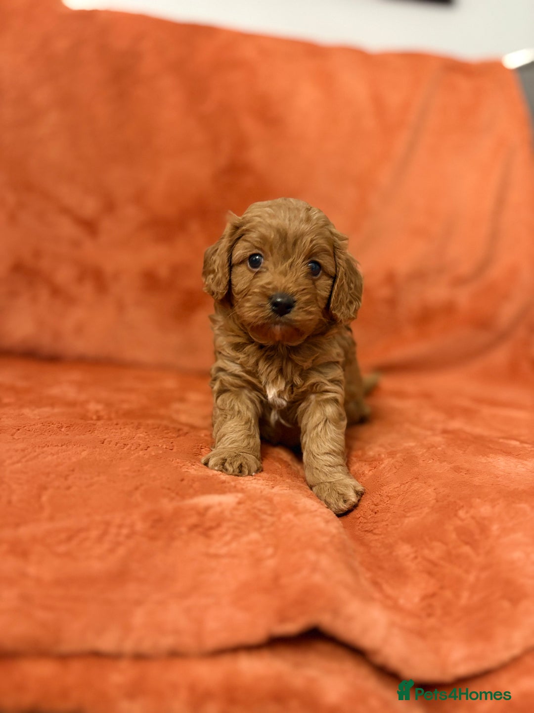 Cavapoo dogs for sale: 4 F1 Cavapoo puppies  - Image 7
