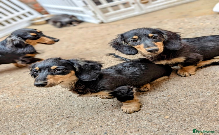 Dachshund dogs in Retford - Advert 1