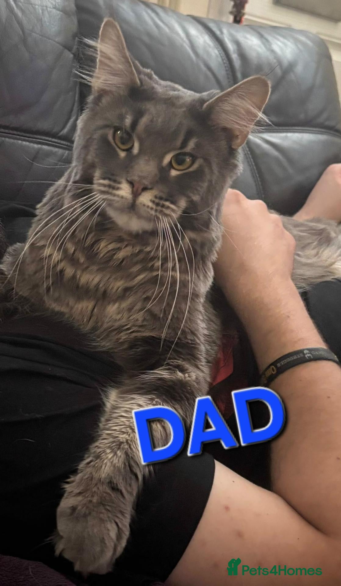 Maine Coon cats LAST 2 Maine Coon Kittens for Sale-Pure Cuteness! - Advert 2