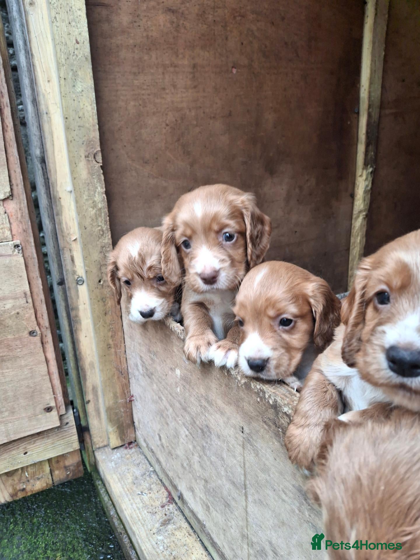 Cocker Spaniel dogs Beautiful KC Cocker Puppies  - Advert 1