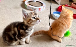 Mixed Breed cats for sale: Adorable bengal & tabby mix kittens - Image 18