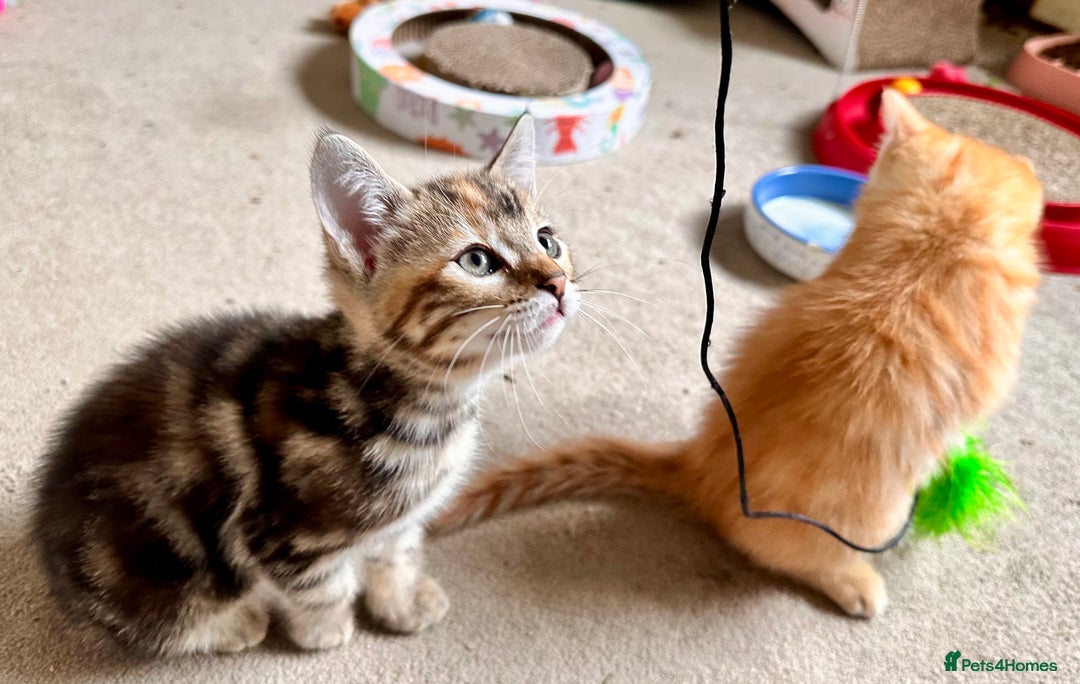 Mixed Breed cats for sale: Adorable bengal & tabby mix kittens - Image 18