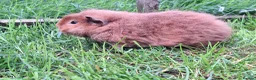 Guinea Pig rodents for sale: Two adult male guinea pigs bonded pair  - Advert 5