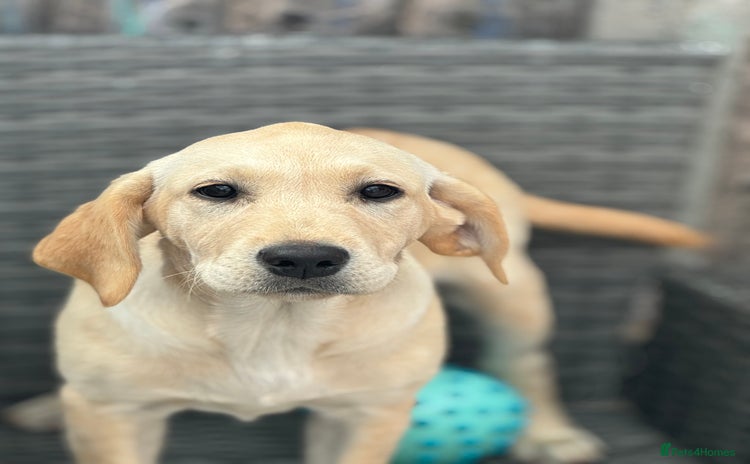 Labrador Retriever dogs - Advert 3