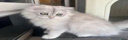 Scottish Fold cats for sale: Scottish Fold class & chinchilla Kittens Available - Advert 30