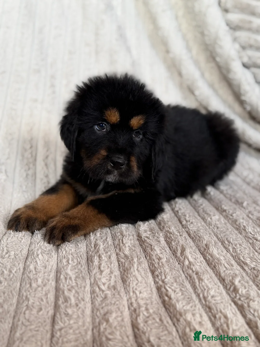 Tibetan Mastiff dogs for sale: Ready now: Outstanding Tibetan Mastiff Puppies - Advert 2