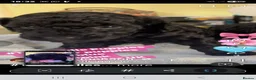 Toy Poodle dogs for sale: Toy poodle puppies  - Advert 5