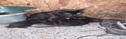 Mixed Breed cats for sale: Country kittens - Advert 6