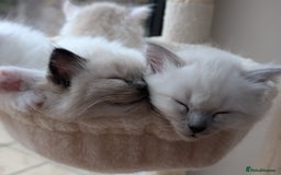 Ragdoll cats for sale: Ragdolls Kitten looking for sweet home - Advert 1