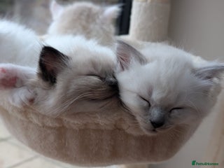 Ragdoll cats Ragdolls Kitten looking for sweet home - Advert 1