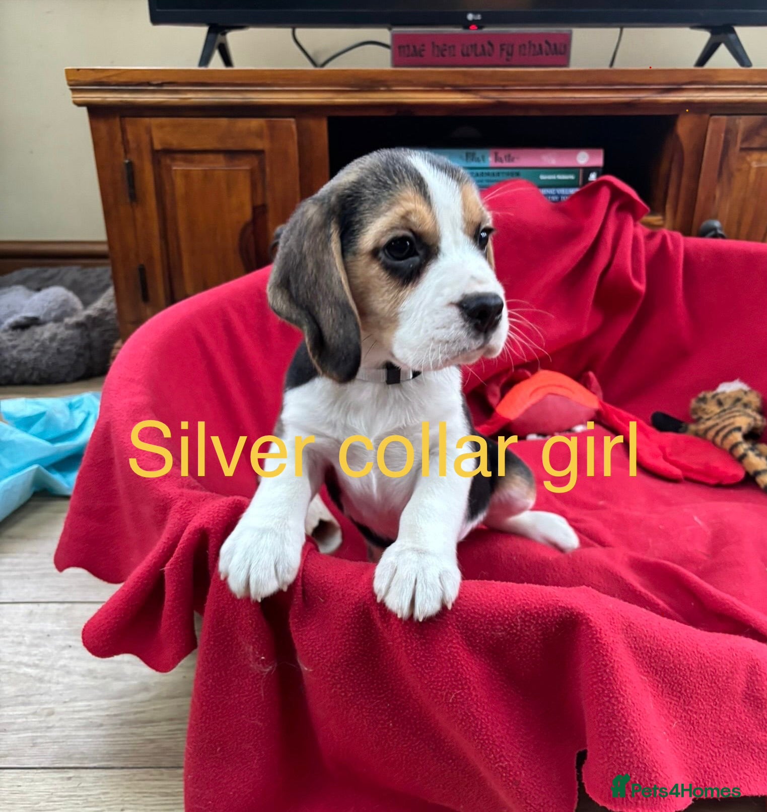 Beagle dogs Beautiful Beagle Puppies for sale - Advert 2
