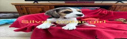 Beagle dogs for sale: Beautiful Beagle Puppies for sale - Advert 3