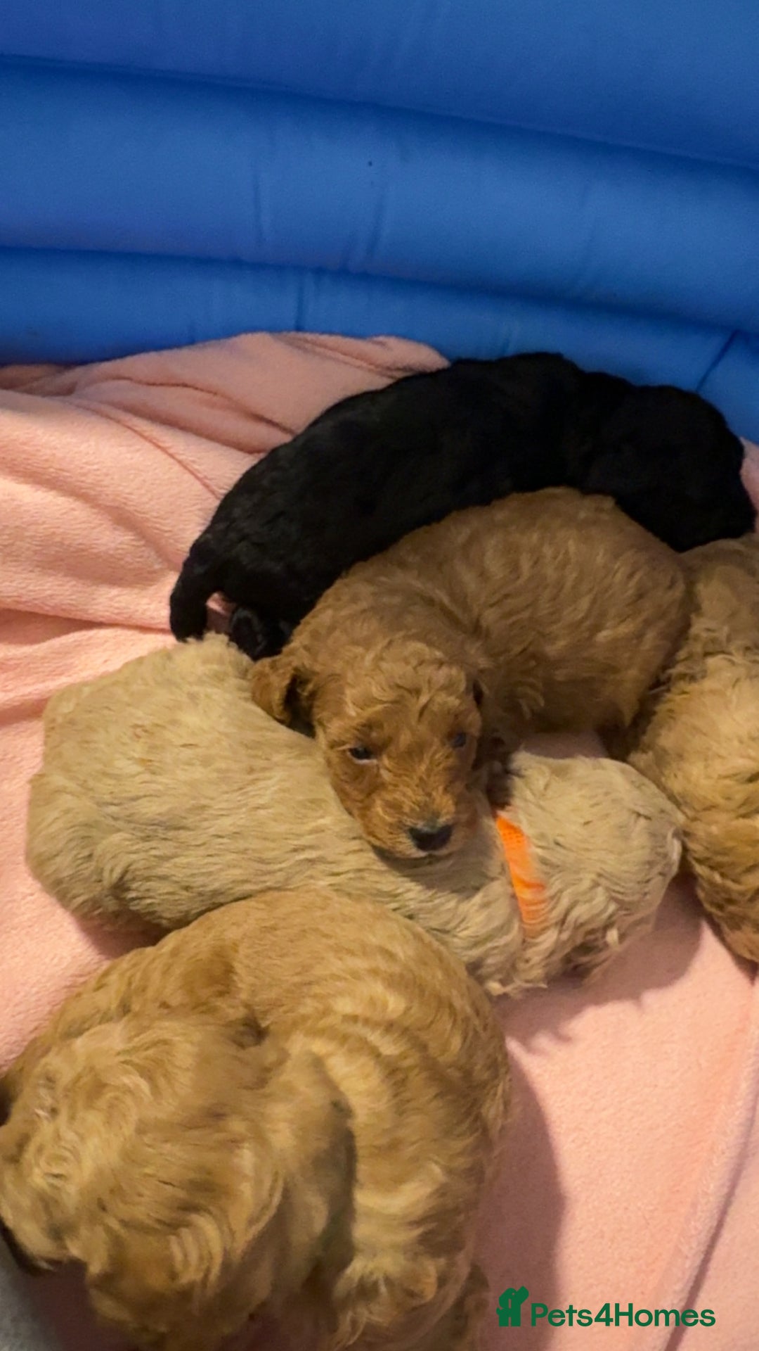 Toy Poodle dogs for sale: Toy poodle puppies *Ready for  ** * - Advert 10