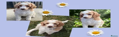 Standard Poodle Puppy 6 Blue