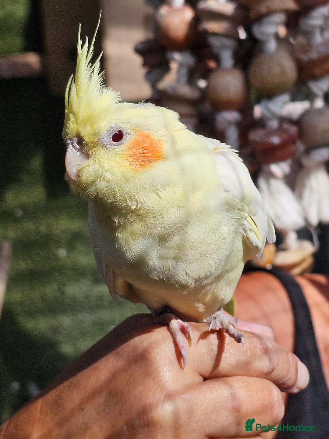Mixed Breed birds for sale: Male cockateils  - Image 11