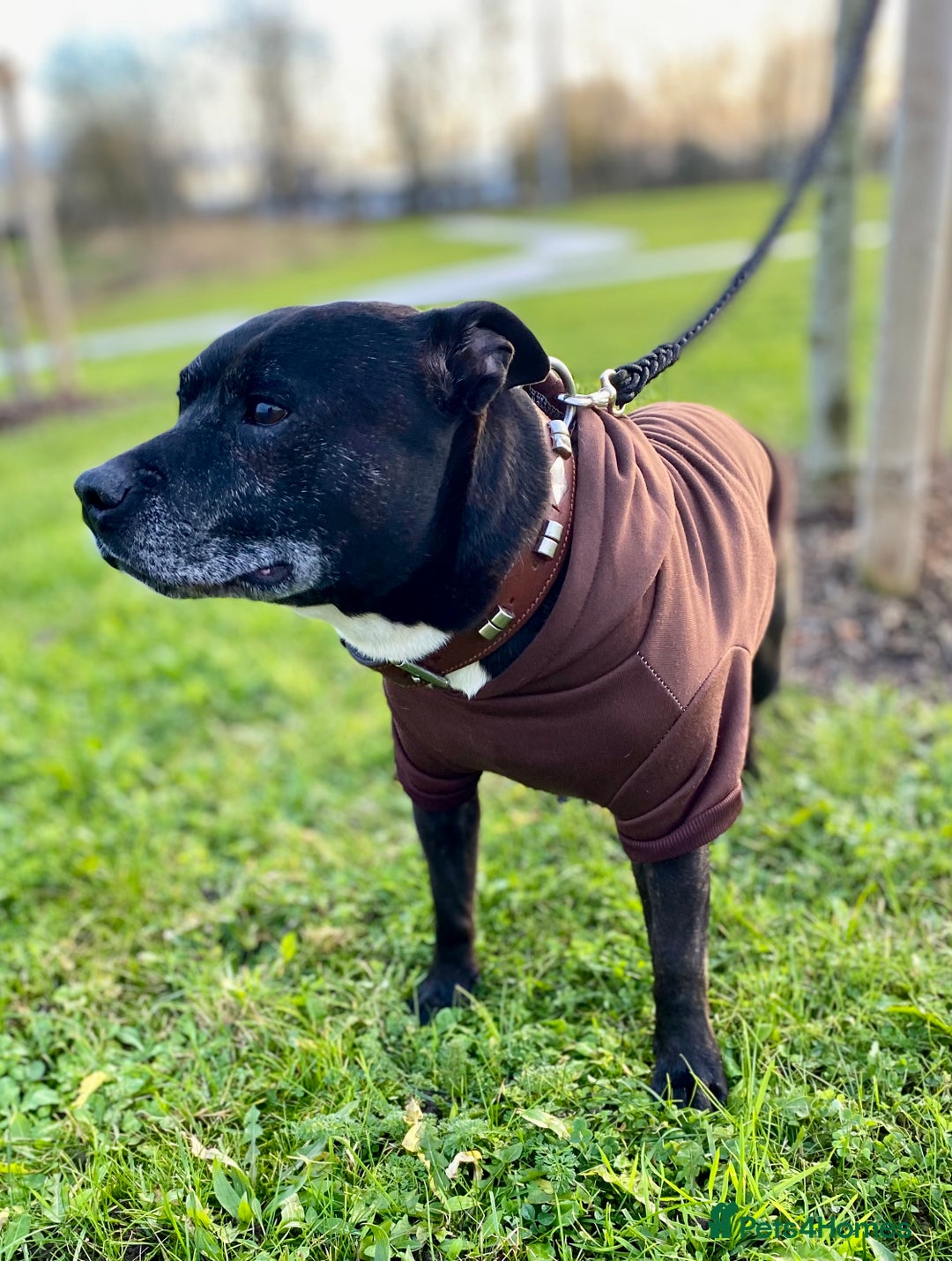 Staffordshire Bull Terrier dogs for stud: Quality STUD carries blue, red and tri gene  - Advert 4