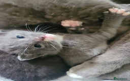 Mixed Breed cats for sale: Beautiful kittens  - Image 6