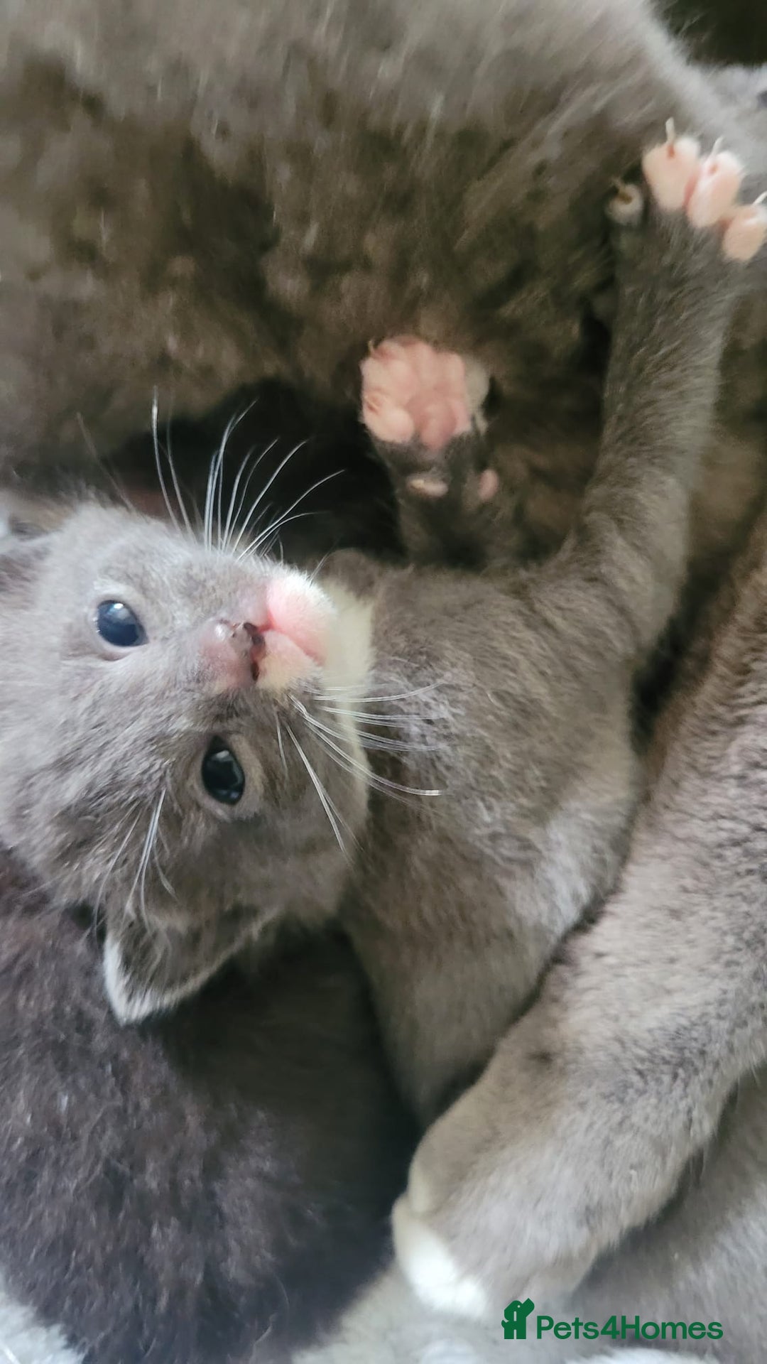 Mixed Breed cats for sale: Beautiful kittens  - Image 6