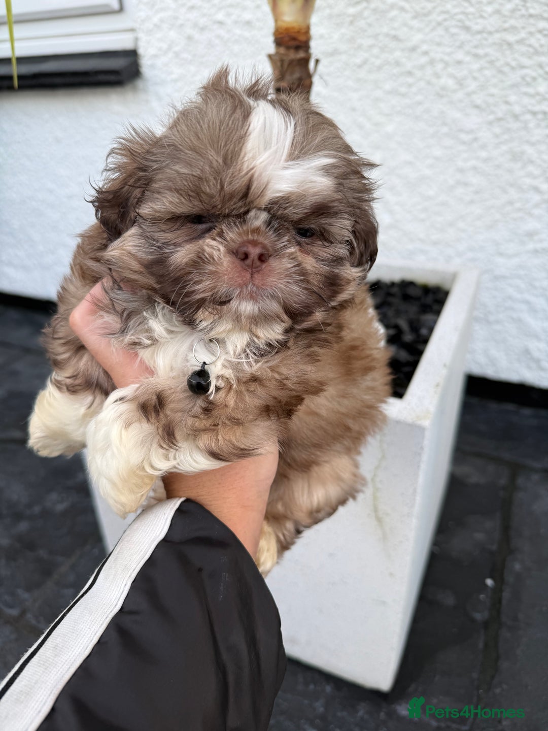 Shih Tzu dogs for sale: IMRERIAL SHIHTZU PUPPIES - Advert 21